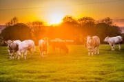 cows eveningtime in Bessbrook