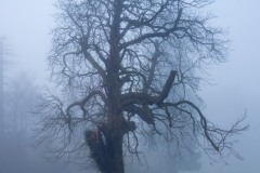 Bessbrook-Winter-fog-2024-10-of-11