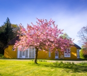 Derrymore-house-and-woods-sun-and-bloom-April-2024-1-of-4