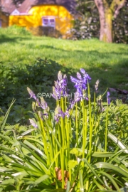 Derrymore-house-and-woods-sun-and-bloom-April-2024-4-of-4