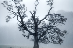 A foggy view in derrymore derramore bessbrook