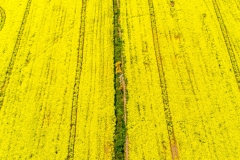 poyntzpass-rapeseed-oil-yellow-crop-April-2024-5-of-18