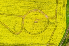 poyntzpass-rapeseed-oil-yellow-crop-April-2024-7-of-18